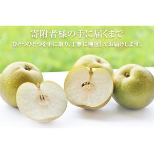 ふるさと納税 先行予約 玉東梨 約5kg 上田...の詳細画像3