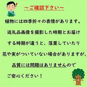ふるさと納税 ココスヤシ 7号(21cm) 鉢...の詳細画像3