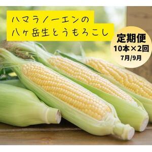 ふるさと納税 【発送月固定定期便】【先行受付】朝採れ 八ヶ岳生とうもろこし 10本全2回【配送不可地...