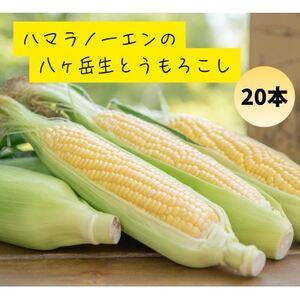 ふるさと納税 【先行予約】朝採れ八ヶ岳生とうもろこし20本【複数個口で配送】【配送不可地域：離島】【...