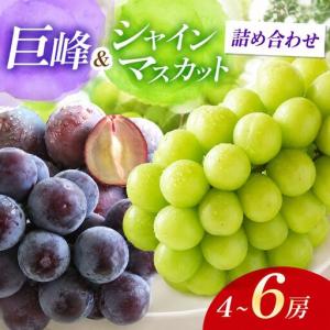ふるさと納税 【先行予約】ブドウ詰め合わせ シャインマスカット ＆ 巨峰 4〜6房 ( 各2〜3房 ) | フルーツ 果物 ぶどう 食べ比べ セット 大分県 .. 大分県中津市