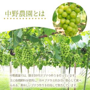 ふるさと納税 【先行予約】ブドウ詰め合わせ シ...の詳細画像1