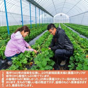 ふるさと納税 いちご 特大 あまおう 苺 「極...の詳細画像4