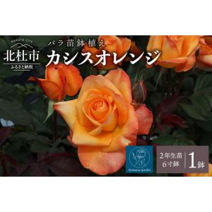 ふるさと納税 バラ苗鉢植え「カシスオレンジ」 [h190] 山梨県北杜市