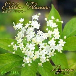 ふるさと納税 エルダーフラワー（西洋ニワトコ オーレア）9cmポット苗【花苗 花 季節の花 花セット ガーデニング 家庭菜園 園芸 初夏 夏 花壇 庭.. 福岡県筑前町