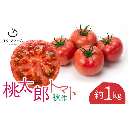 ふるさと納税 桃太郎トマト（秋作）約 1kg ALPFL002 山梨県南アルプス市