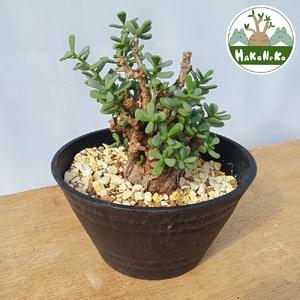 ふるさと納税 ケラリア・ピグマエア (発根管理済) A009｜観葉植物 コーデックス [0662] 千葉県袖ケ浦市