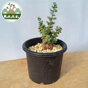 ふるさと納税 ケラリア・ピグマエア (発根管理済) A011｜観葉植物 コーデックス [0664] 千葉県袖ケ浦市