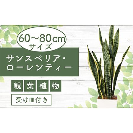 ふるさと納税 【観葉植物】サンスベリア・ローレンティー60cm〜80cm(Green Base/01...