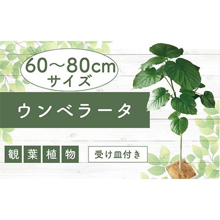 ふるさと納税 5月下旬〜発送【観葉植物】ウンベラータ60cm〜80cm(Green Base/014...