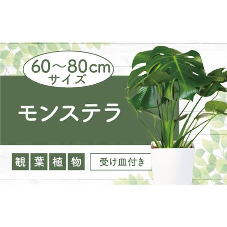 ふるさと納税 【観葉植物】モンステラ60cm〜80cm(緑の中道/014-1485) 観葉植物 植物...