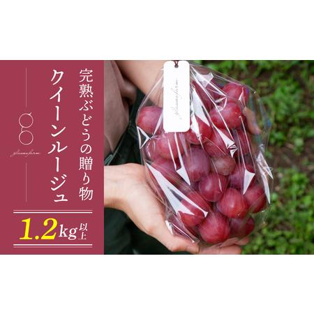 ふるさと納税 【先行受付2026年発送】完熟ぶどうの贈り物（クイーンルージュ(R) 1.2kg以上（...