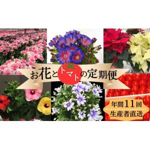 ふるさと納税 モリヒロ園芸が育てたお花とトマトの定期便（年間11回） 植物 瀬戸内 温暖 気候 鉢花 ギフト 記念日 香川県観音寺市