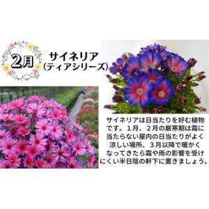 ふるさと納税 モリヒロ園芸が育てたお花とトマト...の詳細画像2