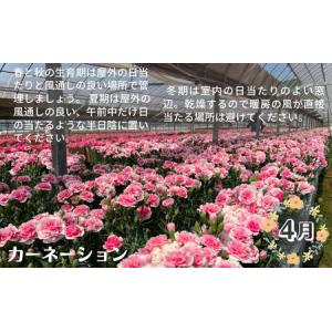 ふるさと納税 モリヒロ園芸が育てたお花とトマト...の詳細画像3