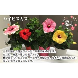 ふるさと納税 モリヒロ園芸が育てたお花とトマト...の詳細画像4