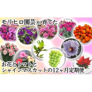 ふるさと納税 モリヒロ園芸が育てたお花とトマトとシャインマスカットの12ヶ月定期便 植物 果物類 ぶどう フルーツ 野菜 ミニトマト 香川県観音寺市
