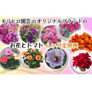 ふるさと納税 モリヒロ園芸のオリジナルブランドのお花とトマト6ヶ月定期便 植物 野菜 ミニトマト 香川県観音寺市