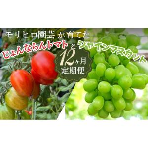ふるさと納税 定期便セット モリヒロ園芸 じょんならんトマト シャインマスカット 定期便セット【12ヶ月】 香川県観音寺市