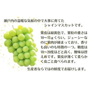 ふるさと納税 定期便 モリヒロ園芸が育てたじょ...の詳細画像2