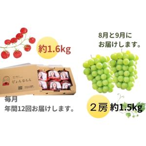 ふるさと納税 定期便 モリヒロ園芸が育てたじょ...の詳細画像4