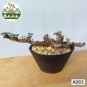 ふるさと納税 サルコカウロン・ムルチフィズム (発根管理済) A003｜観葉植物 コーデックス [0675] 千葉県袖ケ浦市