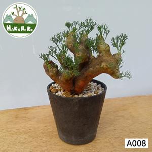 ふるさと納税 サルコカウロン・ムルチフィズム (発根管理済) A008｜観葉植物 コーデックス [0680] 千葉県袖ケ浦市