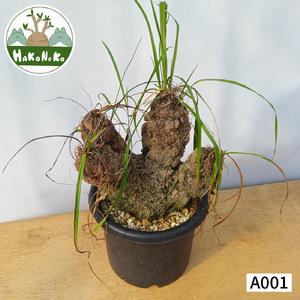 ふるさと納税 キセロフィタ トリコフィラ (発根管理済) A001｜観葉植物 コーデックス [0682] 千葉県袖ケ浦市