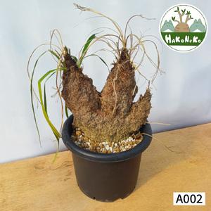 ふるさと納税 キセロフィタ トリコフィラ (発根管理済) A002｜観葉植物 コーデックス [0683] 千葉県袖ケ浦市