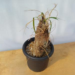 ふるさと納税 キセロフィタ トリコフィラ (発...の詳細画像1