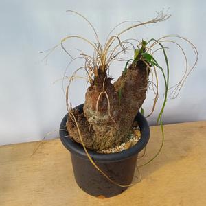 ふるさと納税 キセロフィタ トリコフィラ (発...の詳細画像2