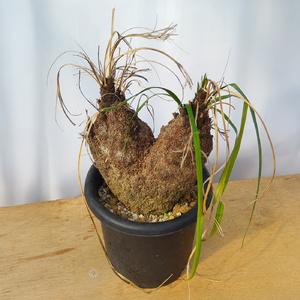 ふるさと納税 キセロフィタ トリコフィラ (発...の詳細画像3