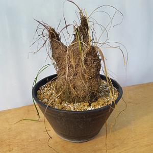 ふるさと納税 キセロフィタ トリコフィラ (発...の詳細画像1