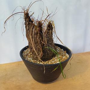 ふるさと納税 キセロフィタ トリコフィラ (発...の詳細画像4