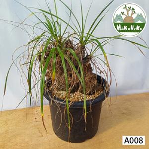 ふるさと納税 キセロフィタ トリコフィラ (発根管理済) A008｜観葉植物 コーデックス [0689] 千葉県袖ケ浦市
