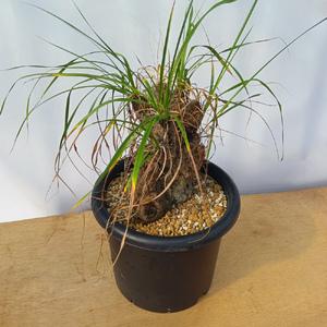 ふるさと納税 キセロフィタ トリコフィラ (発...の詳細画像1