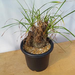 ふるさと納税 キセロフィタ トリコフィラ (発...の詳細画像2
