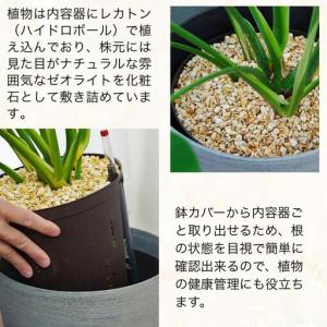 ふるさと納税 【ホワイト】大型観葉植物 ≪1鉢...の詳細画像1