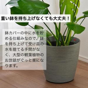 ふるさと納税 【ホワイト】大型観葉植物 ≪1鉢...の詳細画像2