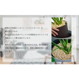 ふるさと納税 【グレー】大型観葉植物 ≪1鉢≫...の詳細画像1