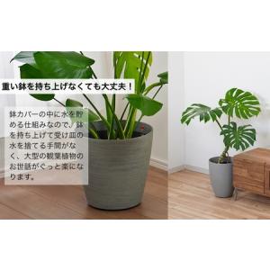 ふるさと納税 【グレー】大型観葉植物 ≪1鉢≫...の詳細画像2