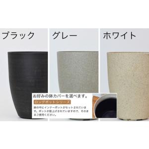 ふるさと納税 【グレー】大型観葉植物 ≪1鉢≫...の詳細画像3