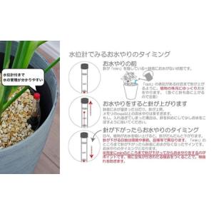 ふるさと納税 【グレー】大型観葉植物 ≪1鉢≫...の詳細画像4