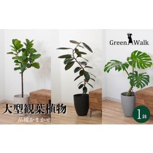 ふるさと納税 【ブラック】大型観葉植物 ≪1鉢≫ 鉢カバー付き 観葉植物 愛知県豊橋市