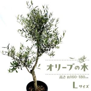 ふるさと納税 オリーブの木　Lサイズ　高さ約160〜180cm 香川県高松市