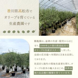 ふるさと納税 オリーブの木 Lサイズ 高さ約1...の詳細画像1