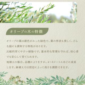 ふるさと納税 オリーブの木 Lサイズ 高さ約1...の詳細画像2