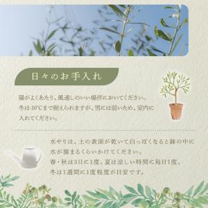 ふるさと納税 オリーブの木 Lサイズ 高さ約1...の詳細画像3
