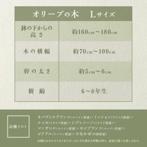 ふるさと納税 オリーブの木 Lサイズ 高さ約1...の詳細画像4