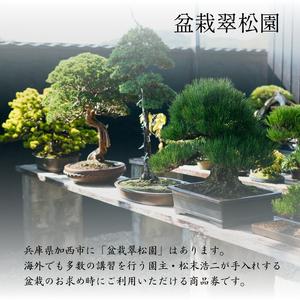 ふるさと納税 盆栽 翠松園 商品クーポン券 観...の詳細画像1